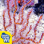 ellow Finger Gorgonian Sea Fan